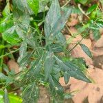 Andrographis paniculata Leaf