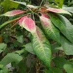 Euphorbia pulcherrimaBlad