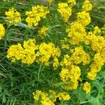 Alyssum montanum Habitus