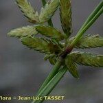 Cyperus flavescens Blomst