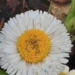 Bellis rotundifolia Flower