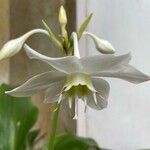 Eucharis × grandiflora Çiçek
