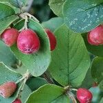 Cotoneaster fangianus Frutto