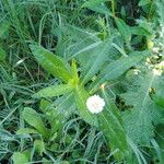 Alternanthera philoxeroides Other