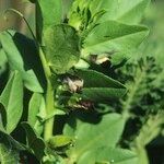 Vicia johannis Habitus