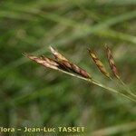 Festuca microphylla Cvet