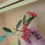 Cotoneaster coriaceusFruit