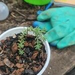 Sedum diffusum Delienn