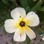 Turnera subulata Λουλούδι