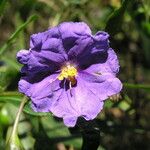 Solanum nudum Flower