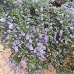 Ceanothus thyrsiflorus Habit