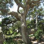 Quercus agrifolia ശീലം