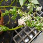 Pilea microphylla পাতা