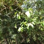 Ficus lingua পাতা