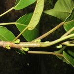 Ficus citrifolia Bark