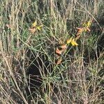 Crotalaria brevidens Flor