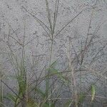 Digitaria sanguinalis Blomst