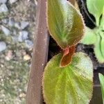 Begonia cucullata cv. 'Doublet Rose Pink' Blatt