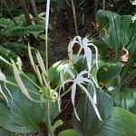 Hymenocallis tubifloraFleur