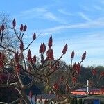 Rhus typhinaBlüte