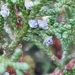 Juniperus osteosperma Flor