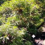 Gonospermum canariense Hàbitat