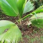 Pritchardia pacifica Leaf