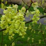 Corylopsis sinensis Virág