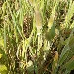 Lagurus ovatus Plante entière