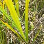 Cyperus aggregatus List