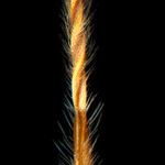 Stipa capensis Meyve