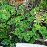 Rubus chamaemorus Leaf