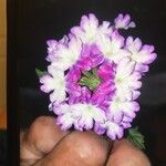 Verbena bonariensis Flower