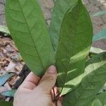 Annona foetida Hoja