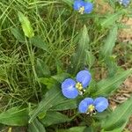 Commelina erecta 叶