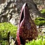 Symplocarpus foetidus Flor