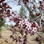 Prunus cerasifera Floare