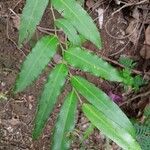 Putranjiva roxburghii Leaf