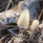 Lagurus ovatus Fruit