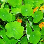 Tropaeolum majus Levél