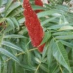 Rhus typhinaᱵᱟᱦᱟ