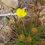 Drosophyllum lusitanicum Feuille