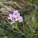 Cardamine crassifolia Flower