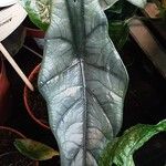 Alocasia heterophylla Folha