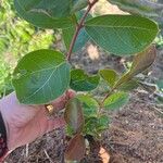 Psidium guineense Leaf