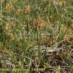 Carex stenophylla Hábito