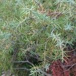 Juniperus oxycedrusFolha