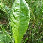 Taraxacum clemens Hoja