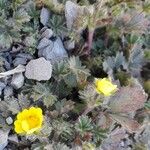 Potentilla crantzii Blüte