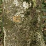 Licania densiflora Bark